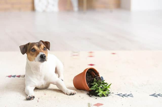 Your dog's naughty behaviour may actually be a sign of anxiety.