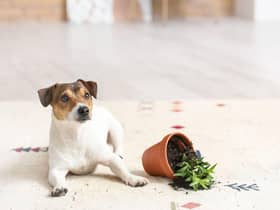 Your dog's naughty behaviour may actually be a sign of anxiety.