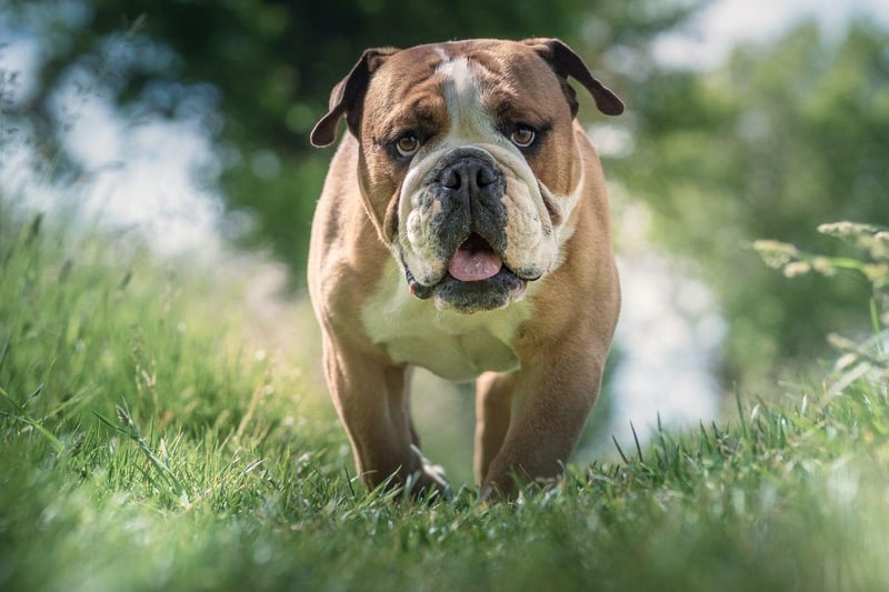 Also known as the English Bulldog, this breed is often overlooked in favour of its smaller close cousin the French Bulldog. Not with mums though - 4.8 per cent voted for this loyal and noble breed.