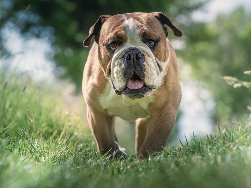 Also known as the English Bulldog, this breed is often overlooked in favour of its smaller close cousin the French Bulldog. Not with mums though - 4.8 per cent voted for this loyal and noble breed.