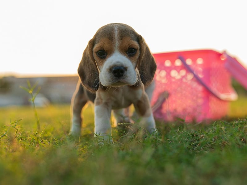 The Beagle is a classic example of a dog breed that isn't necessarily the most obedient of breeds but is still unlikely to bite. These mischievous hounds can be a nightmare to train, often try to escape and may get into numerous scrapes and adventures. They have an utter lack of malice though, meaning your favourite pair of shoes are at more risk than any person they meet.