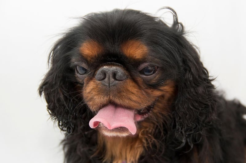 Known as the English Toy Spaniel in the USA, the King Charles Spaniel needs very little to be happy. Give them a few laps of the garden and a comfortable spot to nap and they'll be utterly content.