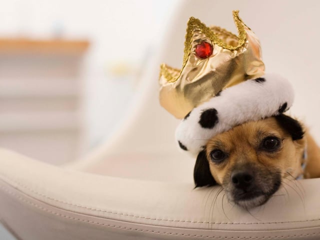 Second spot in most popular royal dog names goes to George. Prince George is the eldest son of the Duke and Duchess of Cambridge and is third in line to the British throne. It's a traditionally regal name, with a total of six kings of Britain having been called George.