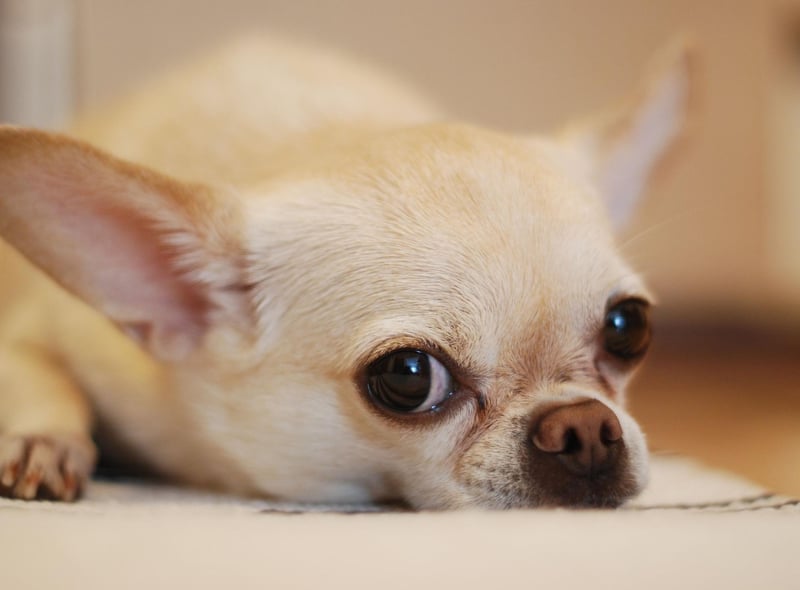 The diminuative Chihuahua is the smallest breed of dog recognised by the UK Kennel Club.
