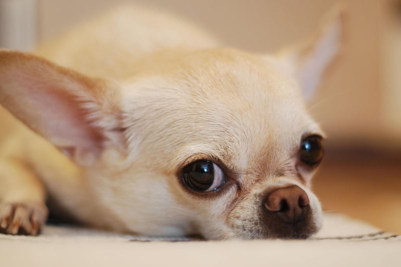 The diminuative Chihuahua is the smallest breed of dog recognised by the UK Kennel Club.