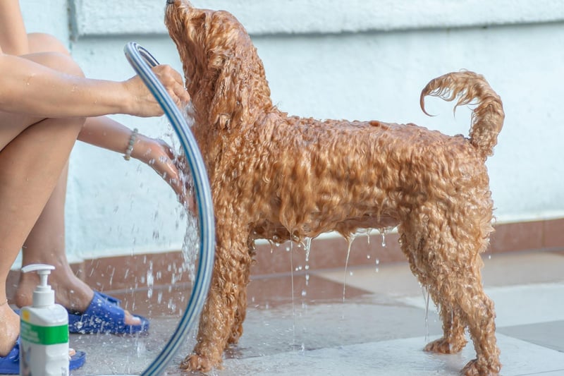 Remember to brush your dog’s hair before and after bathing. All dog breeds shed their hair, and it’s best to get rid of any excess dead hair before shampooing. Brushing your pet’s hair will also get rid of any matting and tangles before washing, making it a much easier and more pleasant experience for you and your dog.