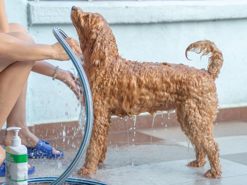 Remember to brush your dog’s hair before and after bathing. All dog breeds shed their hair, and it’s best to get rid of any excess dead hair before shampooing. Brushing your pet’s hair will also get rid of any matting and tangles before washing, making it a much easier and more pleasant experience for you and your dog.