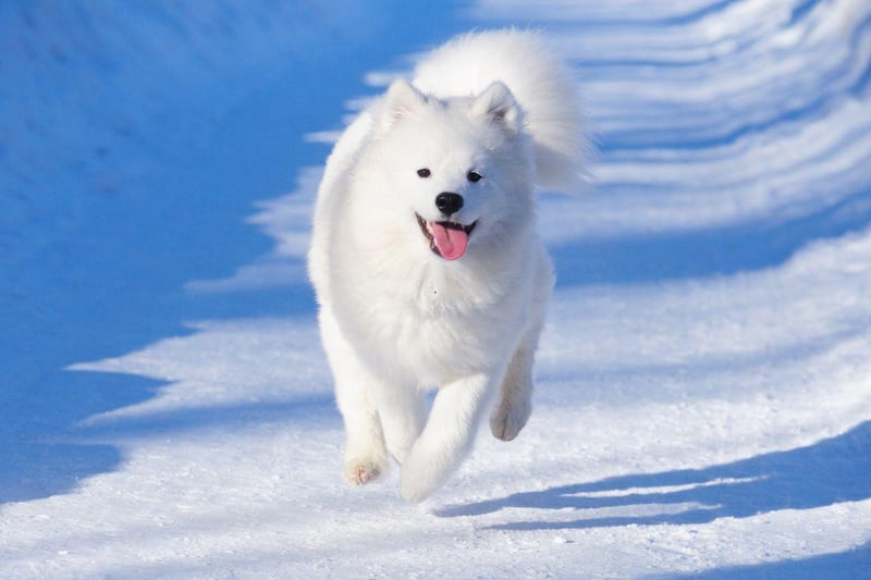 Hailing from Siberia, where they were used to pull sleds, a Samoyed puppy in the UK can cost up to £6,000.