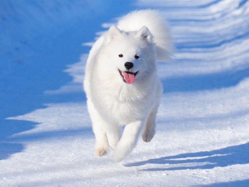 Hailing from Siberia, where they were used to pull sleds, a Samoyed puppy in the UK can cost up to £6,000.