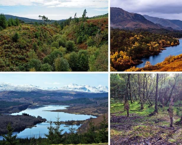 Seven of the 10 largests forests in the United Kingdom are in Scotland.
