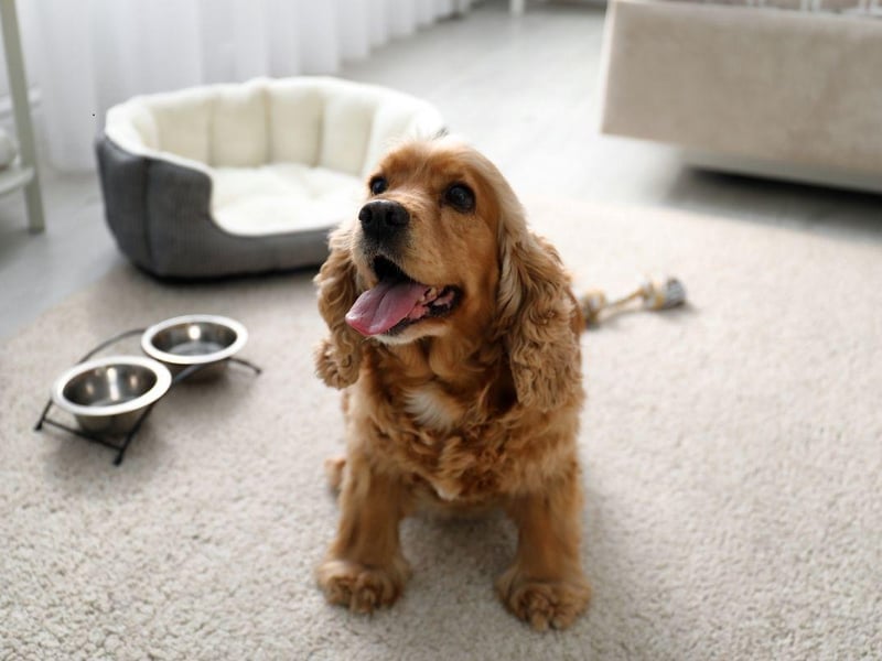 If your Cocker Spaniel isn't eating a handy trick is to try some chopped-up chicken breast with rice. If this works, then start mixing dog feed in with the chicken to slowly wean the dog onto the food that will keep them strong and healthy.