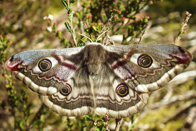 The emperor is one of Britain's most spectacular moths and the only member of the silk moth family to live here - their caterpillars spin a silk cocoon in which they overwinter before emerging as moths in the spring. They are widespead across heathland and moorland but can be tricky to spot as they are fast fliers and well camouflaged. Look out for females resting in low vegetation during the day, who may quickly be joined by males attracted by their strong pheromones.