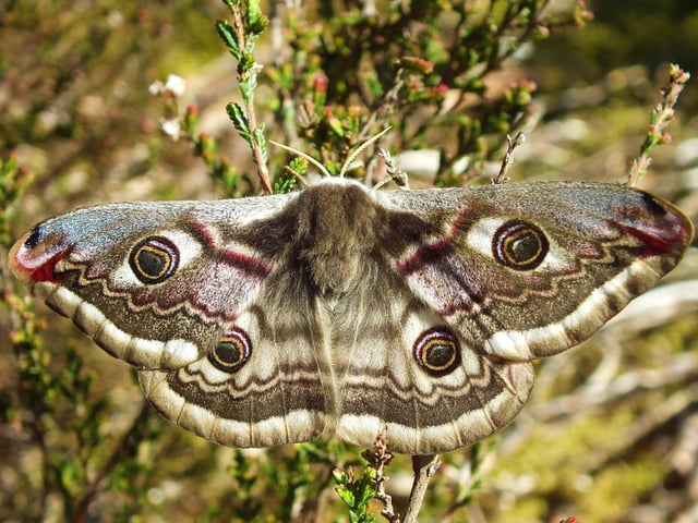The emperor is one of Britain's most spectacular moths and the only member of the silk moth family to live here - their caterpillars spin a silk cocoon in which they overwinter before emerging as moths in the spring. They are widespead across heathland and moorland but can be tricky to spot as they are fast fliers and well camouflaged. Look out for females resting in low vegetation during the day, who may quickly be joined by males attracted by their strong pheromones.
