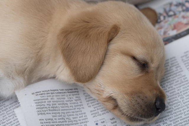 Eleven guide dog puppies have been given names inspired by Taylor Swift's lyrics and song titles
