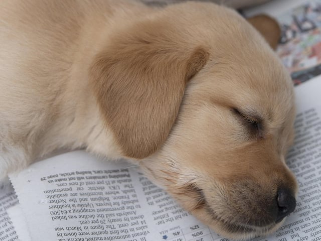 Eleven guide dog puppies have been given names inspired by Taylor Swift's lyrics and song titles