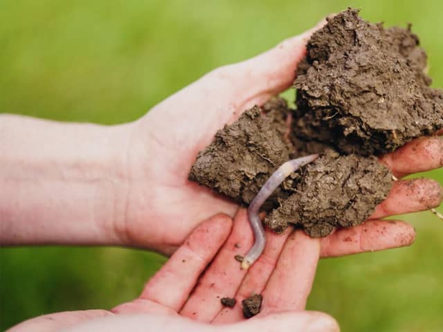 Earthworms are good for the soil, but recent research suggests they are disappearing - populations have fallen by a third over the past 25 years
