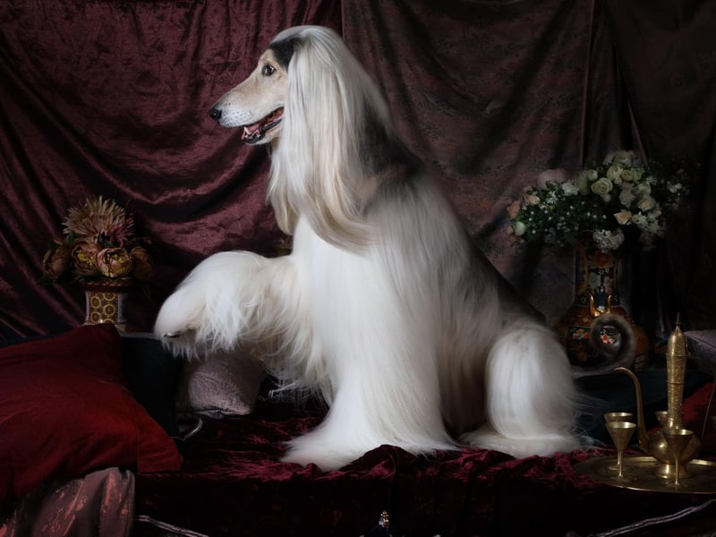 The Afghan's distinctive appearance has made it a favourite with filmmakers. Notable screen appearances include in Universal Pictures' Balto, Disney's Lady and the Tramp II: Scamp's Adventure, and both 101 Dalmatians and 102 Dalmatians.