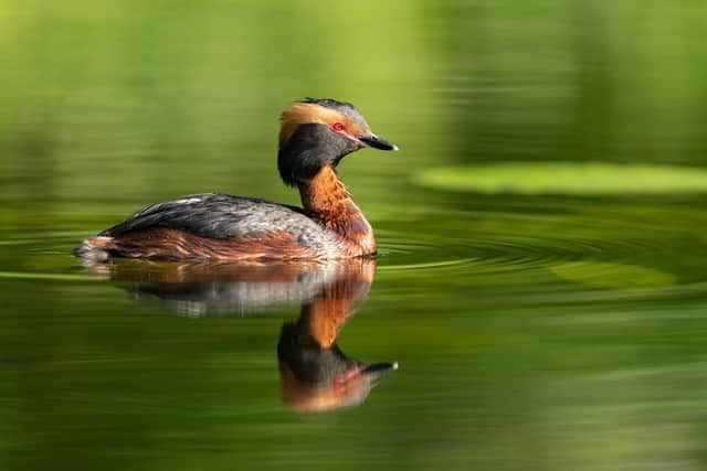 Horned grebe by Wolfgang Kruck