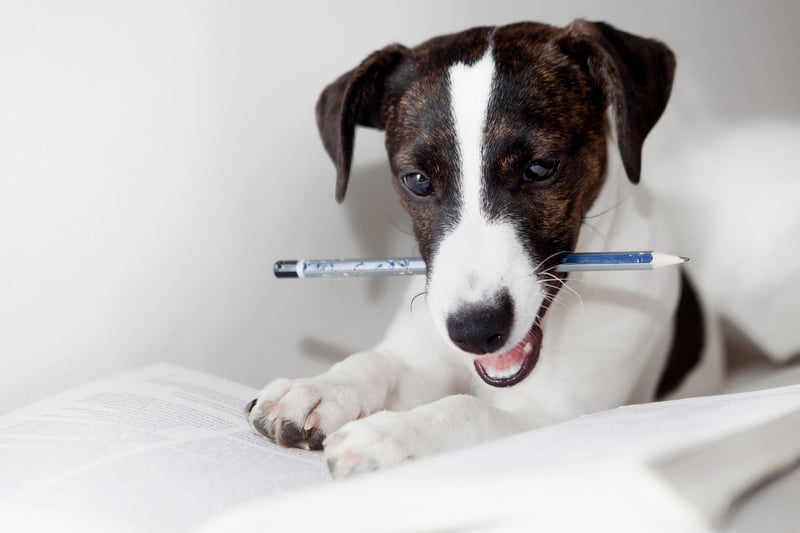 The always-active Jack Russell sees everything as a toy - and they love nothing more than destroying their toys. Make sure to play with them lots using their actual toys and hopefully they will favour them next time they want a good chew.