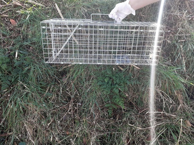 The Scottish SPCA has appealed for information after the body of a cat was discovered inside a wire trap in Tayport earlier this month.