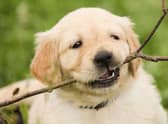 Some dog breeds have natural bite inhibition.