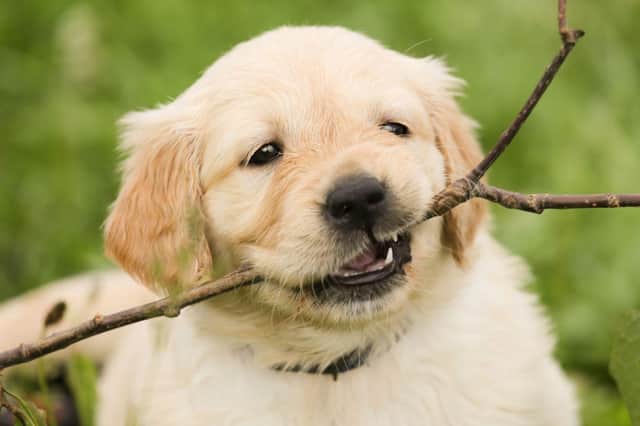 Some dog breeds have natural bite inhibition.