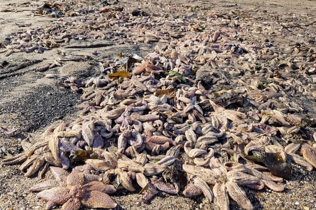 The starfish was deposited on the beach overnight (Pic: Fife Free Press)