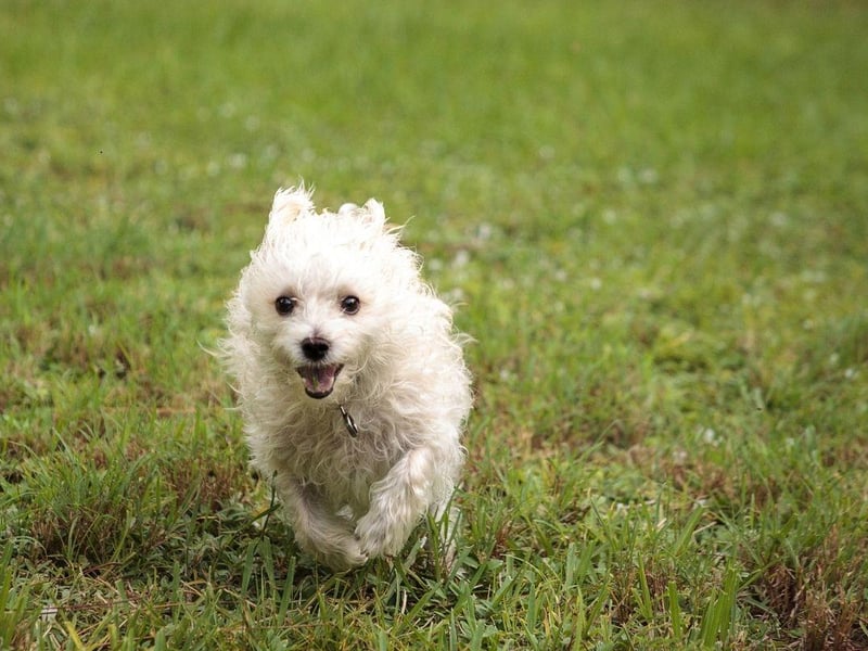 West Highland Terriers are at their most excitable when they are young and, while some grow out of it, many don't. All Westies need plenty of walks and games to keep them healthy and happy.