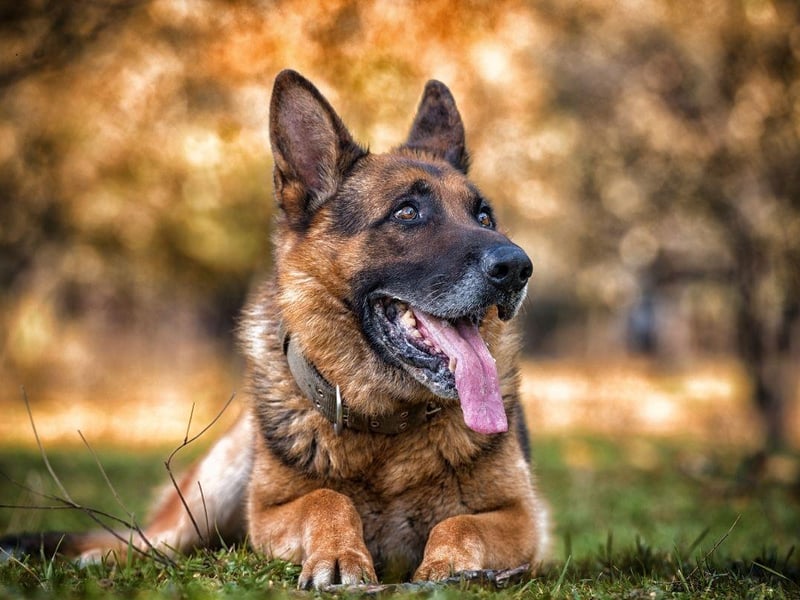 German Shepherds may be used for everything from drug detection to crowd control, but they are also highly emotionally intelligent and eager to please. They are particularly accomplished as emotional support animals in public spaces.