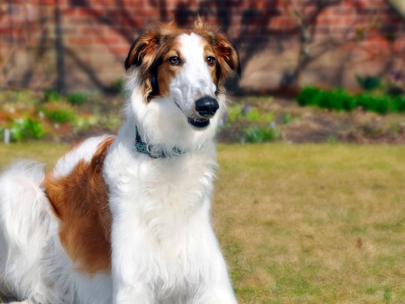 The long-nosed Borzoi will seem to be eager to please but won't necessarily manage to do so. The American Kennel Club's explanation for this is that "in their quiet, catlike way they can be stubborn, and training is best accomplished with patience, consistency, and good humor."
