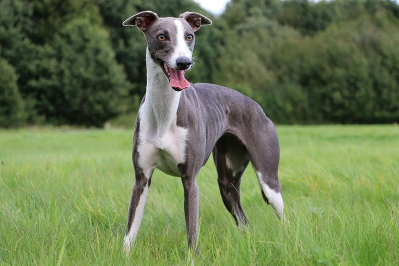 Fast, lazy and healthy are the three dominant traits of Greyhounds. The general rule is the larger the greyhound, the more likely they are to develop muskoskeletal conditions, but in general they stay in tip-top condition.