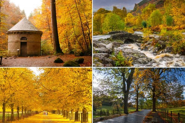 From Perthshire to London, here are the UK's favourite woodland walks.