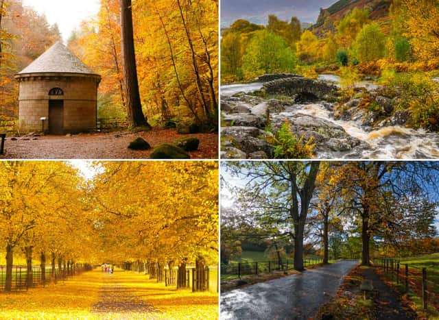 From Perthshire to London, here are the UK's favourite woodland walks.