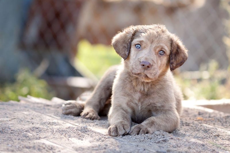 Breeds that grow particularly quickly are more likely to develop joint issues - something that is the case for the the lovable Chesapeake Bay Retriever