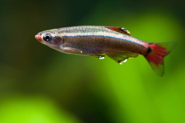 The evocatively-named White Cloud Mountain Minnow gets its moniker from where the originate - the picturesque White Cloud Mountain region in China. They school similarly to the Tetras but are a slightly more unusual aquarium resident and enjoy living in slightly cooler waters. They tend to swim near the surface of the water so don't need any great depth of tank.