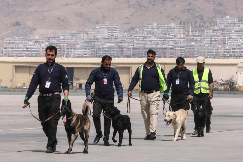 Team of dogs out for exercise