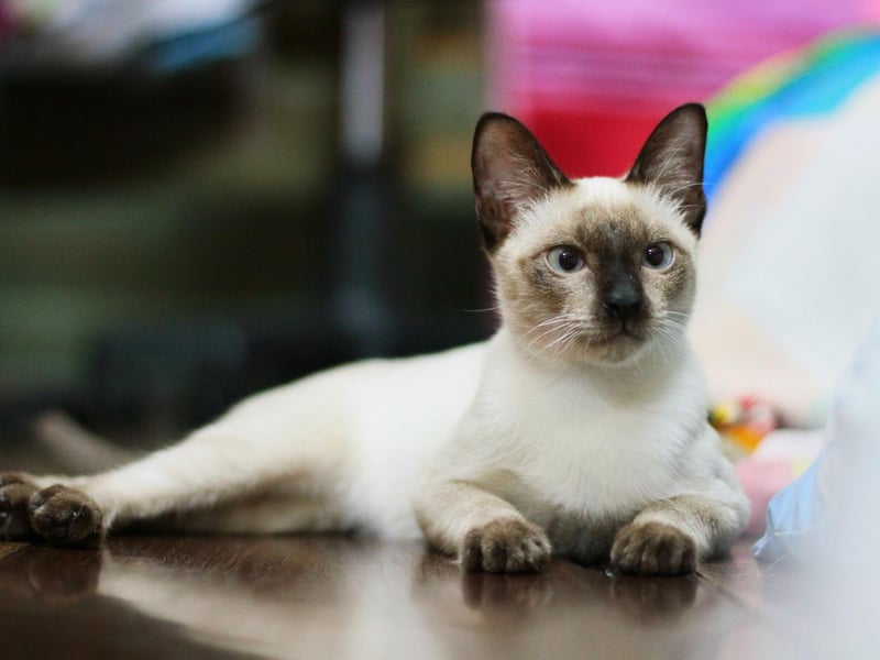 A cat originally native to Thailand, the Siamese Cat is now one of the most popular breeds of cat in Europe and North America - ranking number eight in the UK.