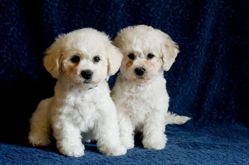 Crate training is particularly effective with the cute Bichon Frise - creating a safe space for your pup that it will want to keep dry and clean.