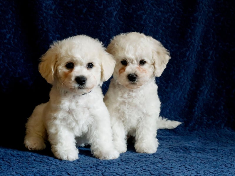 Crate training is particularly effective with the cute Bichon Frise - creating a safe space for your pup that it will want to keep dry and clean.