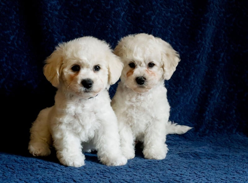 Crate training is particularly effective with the cute Bichon Frise - creating a safe space for your pup that it will want to keep dry and clean.