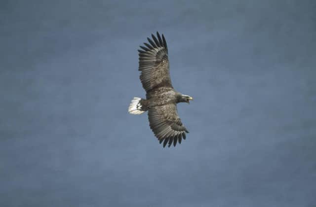An adult white-tailed eagle in flight over the sea, Scotland (pic: Chris Gomersall/RSPB)