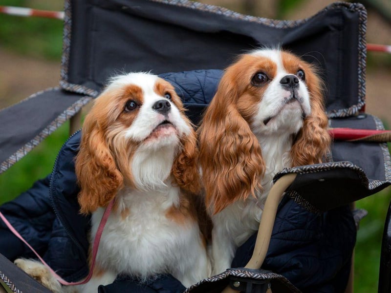 The Cavalier King Charles Spaniel is a low-maintenance lap dog that's happy just to curl up with you for hours.