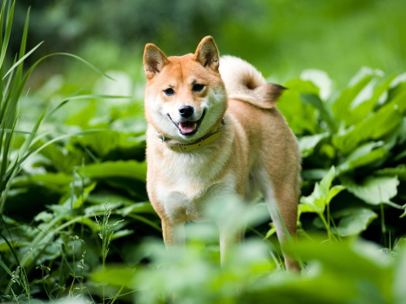 The official national dog of Japan, the origins of the Shiba Inu are thought to date back around 9,000 years. Primitive drawings from 200BC have been found depicting this breed living with humans.