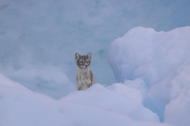 An Arctic fox in dual coat poses perfectly on blue ice in Spitsbergen, Norway.