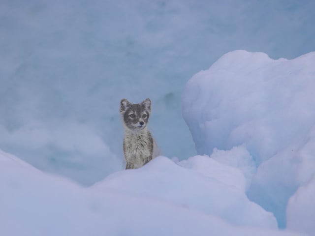 An Arctic fox in dual coat poses perfectly on blue ice in Spitsbergen, Norway.