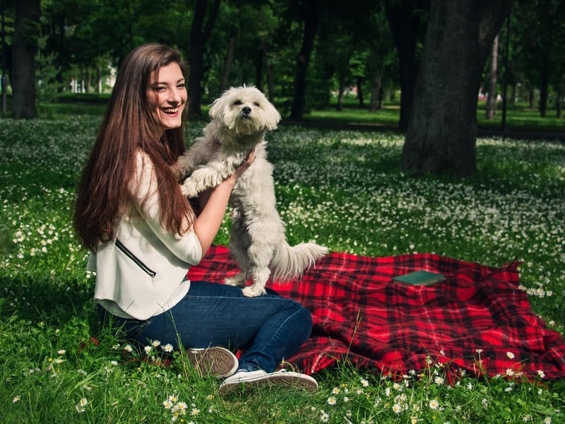 For those looking for the perfect lap dog, a pup that's clingy can be a welcome attribute - and the Maltese is a case in point. This is a dog that will only leave their owner's lap if they really, really have to.