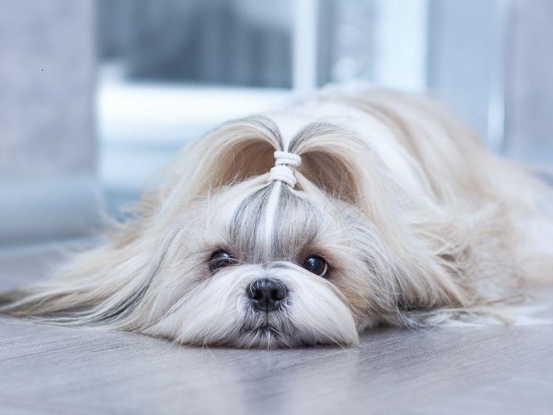 The Shih Tzu tends to be an excellent bed buddy - having beed bred to be lapdogs in their native China. Some of these cute characters do have a tendency to bark though, so expect to be occasionally woken if they hear something outside.