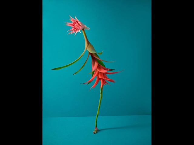 Red Beauty