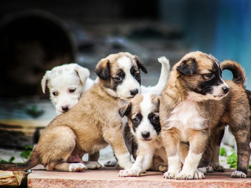 Rounding out the top five top female dog names is another floral moniker - Daisy. This name comes from the Old English word daegeseage, literally meaning 'day's eye'.