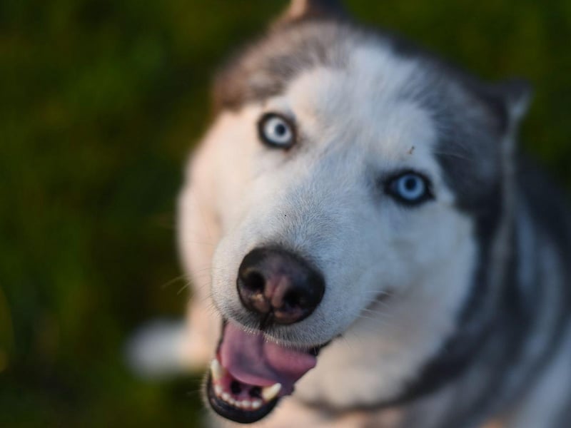 Bred to work in sub-zero temperatures, Siberian Huskies have a thick undercoat that they can shed up to four times a year, creating a blizzard of loose fur to clear up.